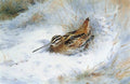 archibald thorburn a snipe in the snow A4 Photo Print