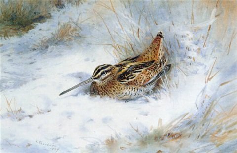archibald thorburn a snipe in the snow A4 Photo Print