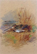 archibald thorburn a snipe sheltering A4 Photo Print