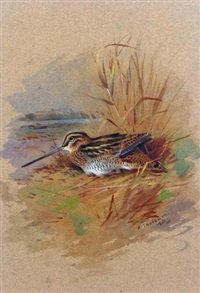 archibald thorburn a snipe sheltering A4 Photo Print