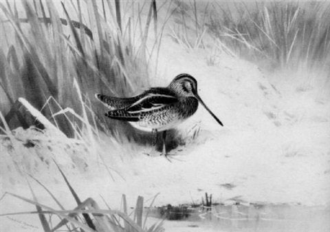 archibald thorburn a snipe A4 Photo Print