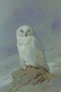archibald thorburn a snowy owl on a winter landscape A4 Photo Print