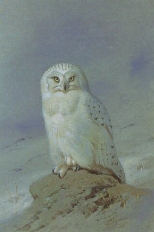 archibald thorburn a snowy owl on a winter landscape A4 Photo Print