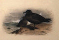 archibald thorburn a sooty shearwater A4 Photo Print