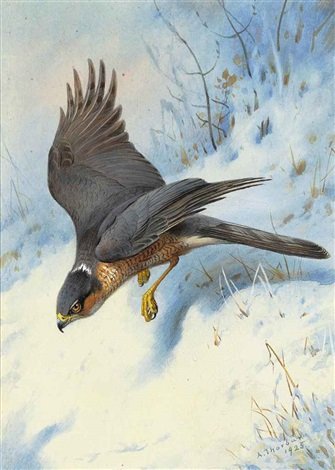 archibald thorburn a sparrow hawk in flight A4 Photo Print