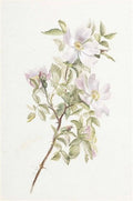 archibald thorburn a spray of dog rose in flower A4 Photo Print