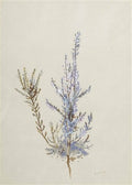 archibald thorburn a spray of heather A4 Photo Print