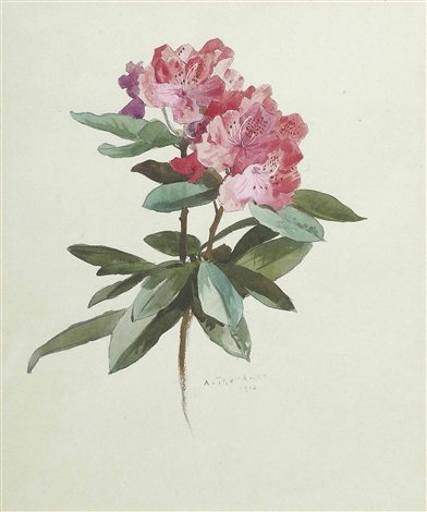 archibald thorburn a spray of rhododendron A4 Photo Print