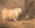 archibald thorburn a standing chow study A4 Photo Print