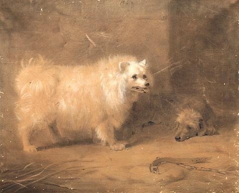 archibald thorburn a standing chow study A4 Photo Print