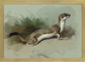 archibald thorburn a stoat on the alert A4 Photo Print