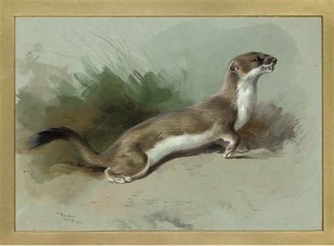 archibald thorburn a stoat on the alert A4 Photo Print