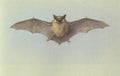 archibald thorburn a study of a bat A4 Photo Print