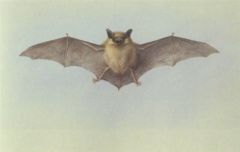 archibald thorburn a study of a bat A4 Photo Print