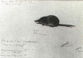 archibald thorburn a study of a shrew A4 Photo Print