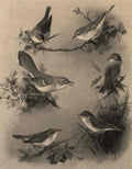 archibald thorburn a study of six warblers A4 Photo Print