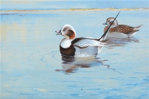 archibald thorburn a study of two long tailed ducks on a pond A4 Photo Print
