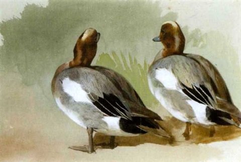 archibald thorburn a study of two widgeon drake A4 Photo Print