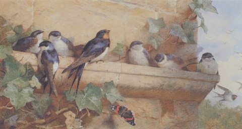 archibald thorburn a swallow family A4 Photo Print