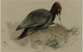 archibald thorburn a swedish woodpecker A4 Photo Print