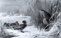 archibald thorburn a teal and a bittern among reeds in winter A4 Photo Print
