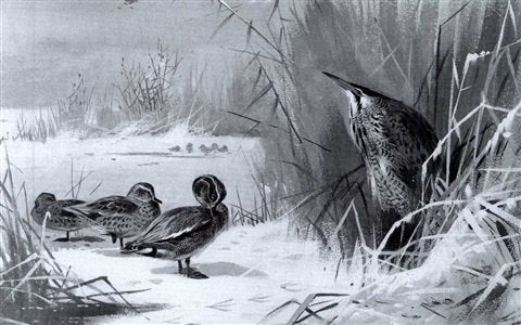 archibald thorburn a teal and a bittern among reeds in winter A4 Photo Print