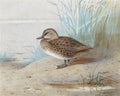 archibald thorburn a teal A4 Photo Print