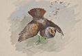 archibald thorburn a top shot A4 Photo Print