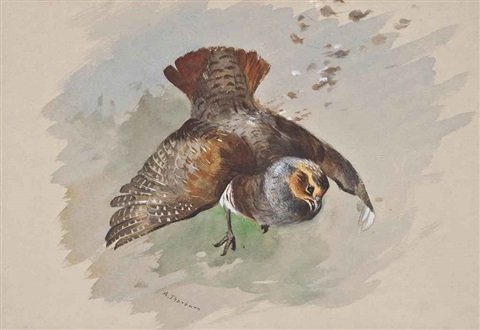 archibald thorburn a top shot A4 Photo Print