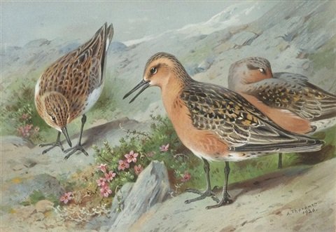 archibald thorburn a trio of knots A4 Photo Print