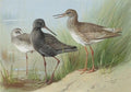 archibald thorburn a trio of redshank A4 Photo Print