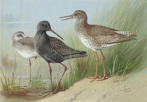 archibald thorburn a trio of redshank A4 Photo Print