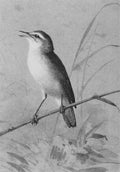 archibald thorburn a warbler A4 Photo Print
