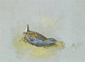 archibald thorburn a water rail a spotted crake sun birds A4 Photo Print