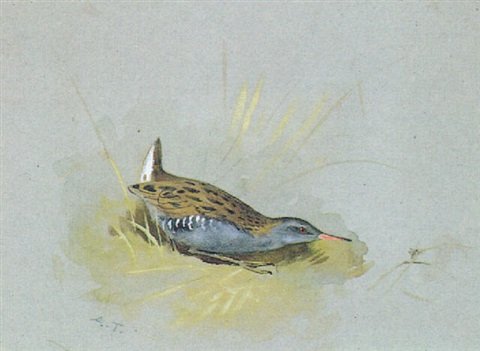 archibald thorburn a water rail a spotted crake sun birds A4 Photo Print
