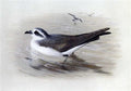 archibald thorburn a white faced petrel A4 Photo Print