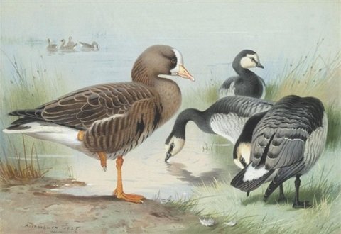archibald thorburn a white fronted goose and barnacle geese A4 Photo Print