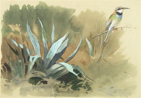 archibald thorburn a white throated bee eater merops albicollis A4 Photo Print