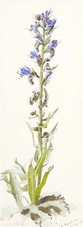 archibald thorburn a wild orchid A4 Photo Print