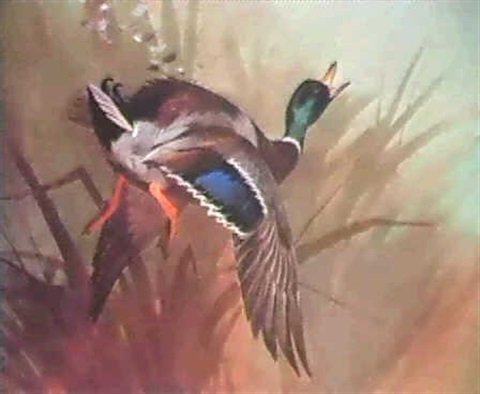 archibald thorburn a winged mallard A4 Photo Print