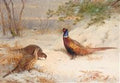 archibald thorburn a winter dawn pheasants in the snow A4 Photo Print