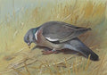 archibald thorburn a wood pigeon amongst stubble A4 Photo Print