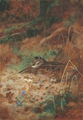 archibald thorburn a woodcock and chick in undergrowth A4 Photo Print