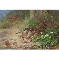 archibald thorburn a woodcock and its young A4 Photo Print