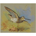 archibald thorburn a woodcock in flight A4 Photo Print