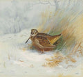 archibald thorburn a woodcock in snow A4 Photo Print