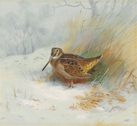 archibald thorburn a woodcock in snow A4 Photo Print
