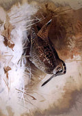 archibald thorburn a woodcock in the snow crop A4 Photo Print