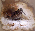 archibald thorburn a woodcock in the snow A4 Photo Print