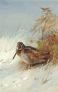 archibald thorburn a woodcock in winter A4 Photo Print